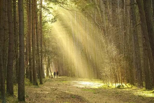 Tout savoir sur les finitions écologiques pour meubles anciens
